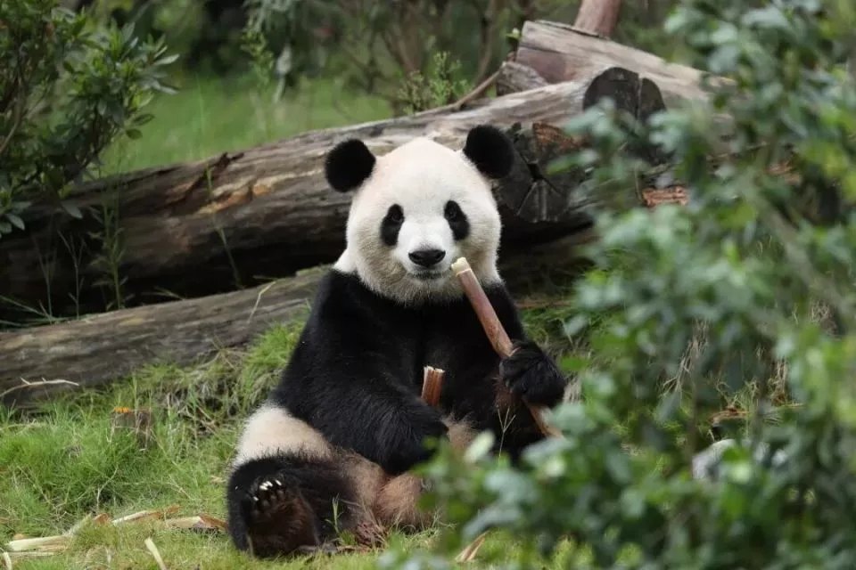 终于等到你！平平即将赴美！美国人很期待