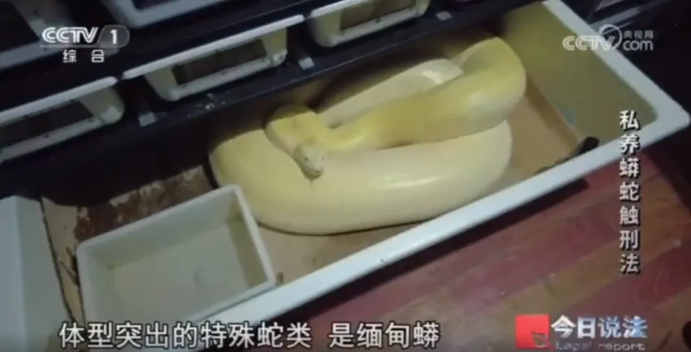 毛骨悚然!男子小区里养300多条蟒蛇 毛骨悚然!男子小区里养300多条蟒蛇