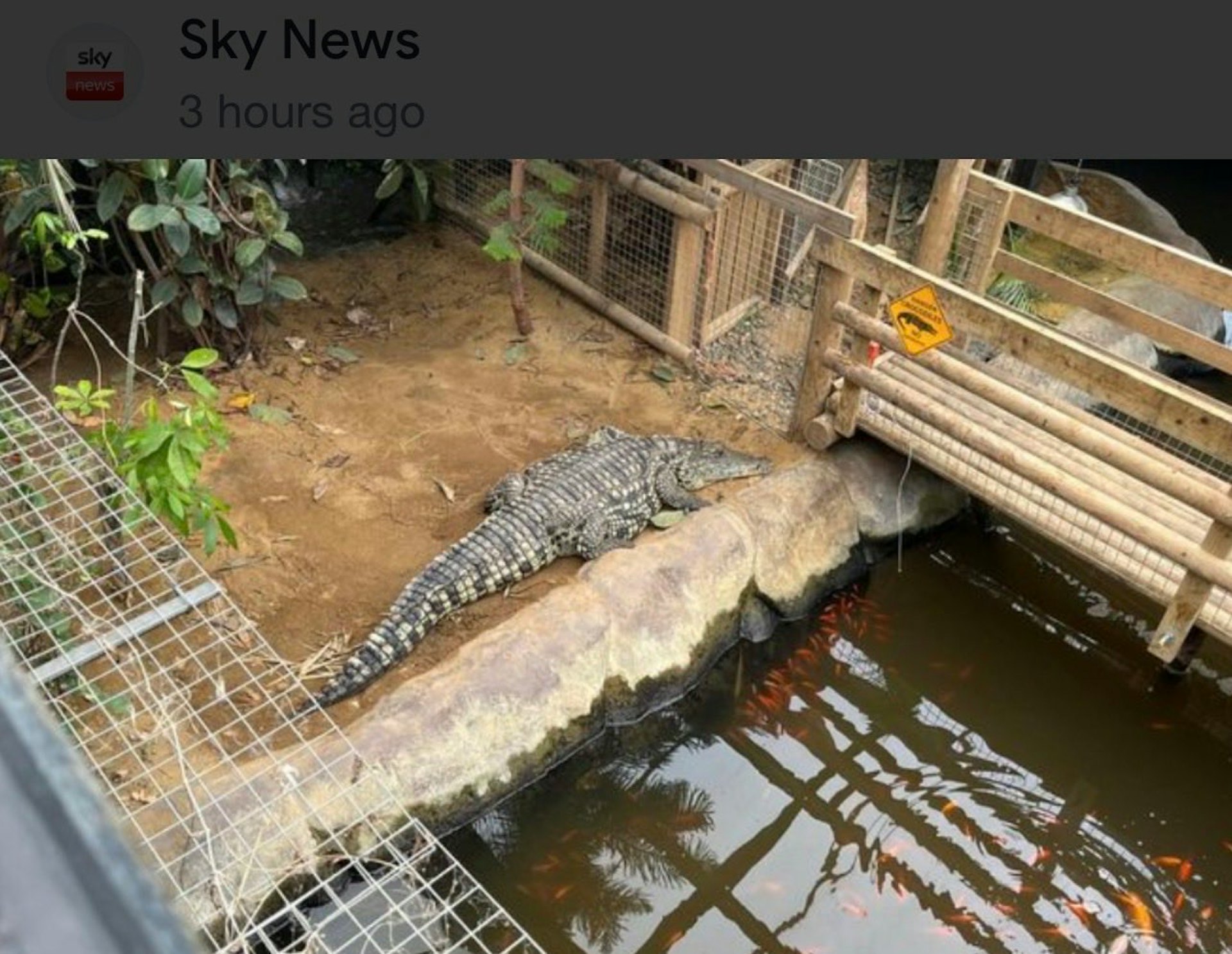 動物園在事發後宣布暫時關閉鱷魚區。（Sky News 截圖）