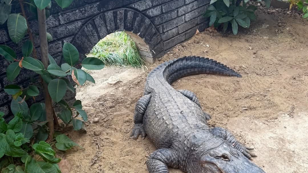 英國男將3歲童拋入動物園鱷魚區　目擊者：2看護低頭睇手機未留意