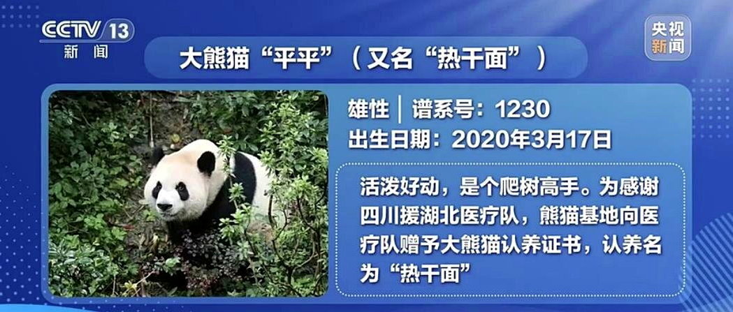 新华社报导，猫熊「平平」、「福双」27日凌晨从成都双流机场搭乘包机赴美，前往亚特...
